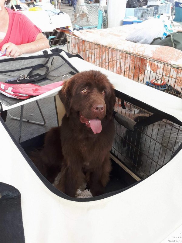 Фото: ньюфаундленд Brownblood MSK Avanti Darling Kid (Браунблад МСК Аванти Дарлинг Кид)