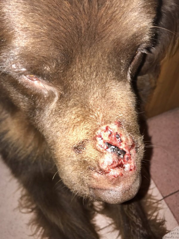 Фотография № 229034