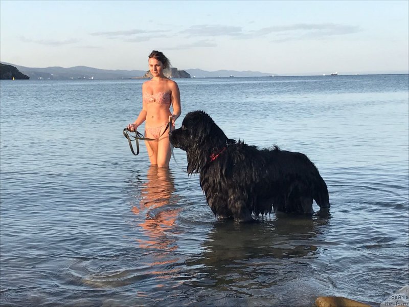 Фото: ньюфаундленд Talisman Morya Korvet (Талисман Моря Корвет)