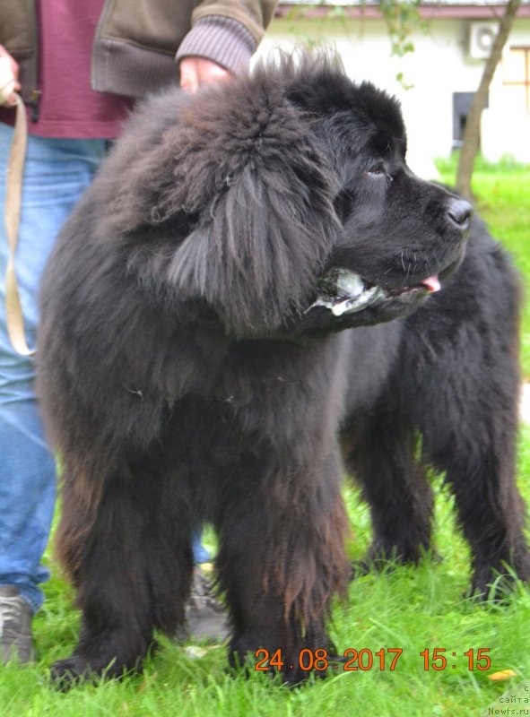 Фото: ньюфаундленд Brownblood MSK Amadey-Defender (Браунблад МСК Амадей-Дефендер)