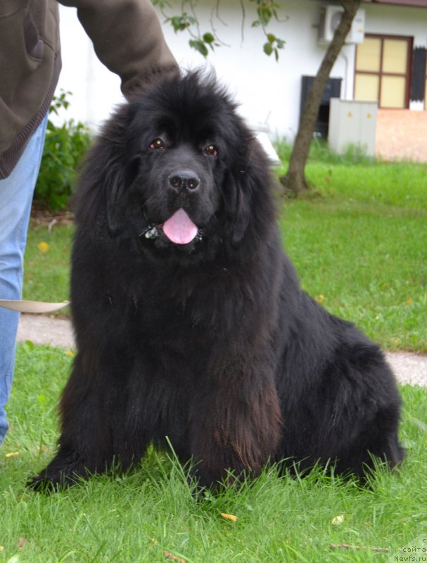 Фото: ньюфаундленд Brownblood MSK Amadey-Defender (Браунблад МСК Амадей-Дефендер)