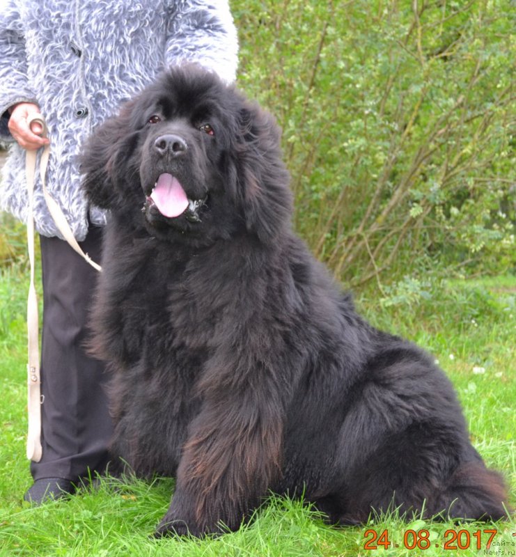 Фото: ньюфаундленд Brownblood MSK Amadey-Defender (Браунблад МСК Амадей-Дефендер)