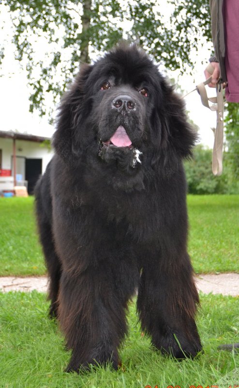 Фото: ньюфаундленд Brownblood MSK Amadey-Defender (Браунблад МСК Амадей-Дефендер)
