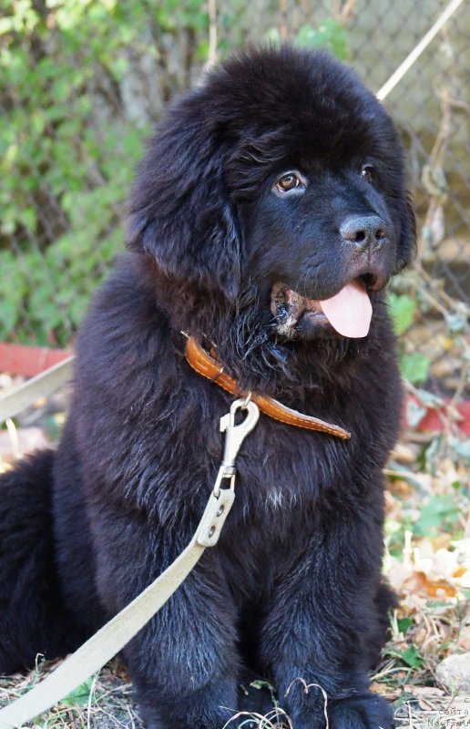 Фотография № 229045