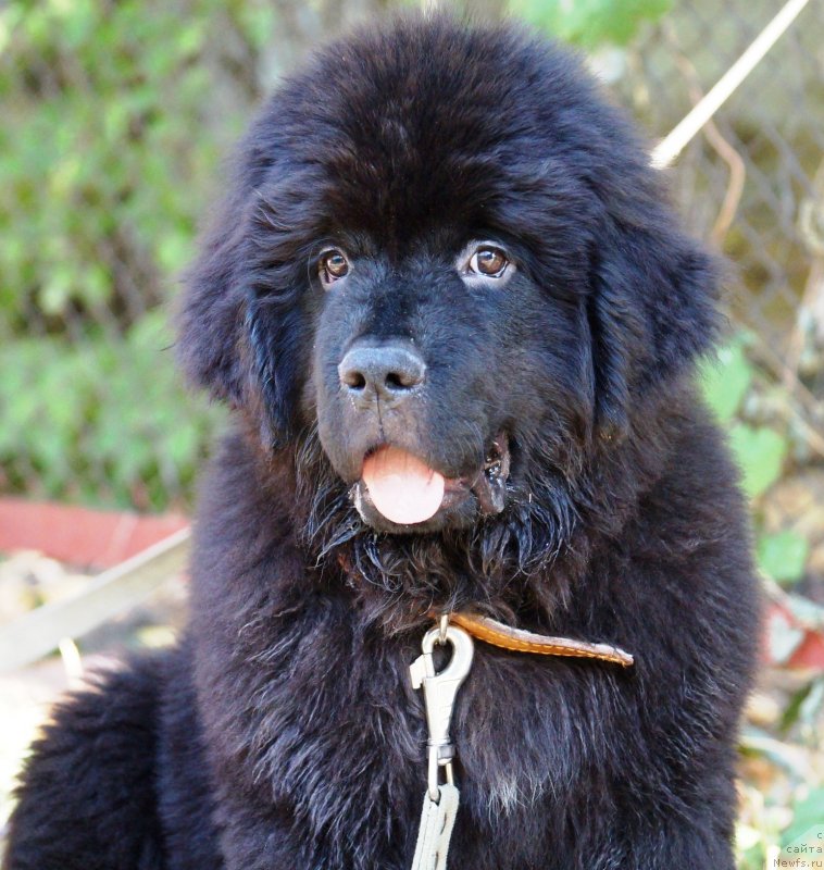 Фото: ньюфаундленд Monarh s Berega Dona (Монарх с Берега Дона)