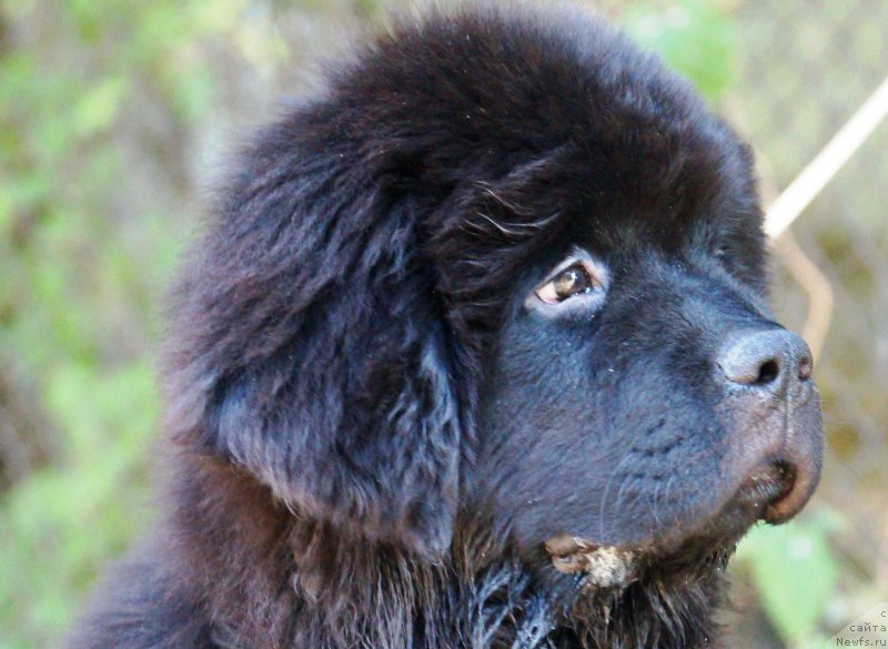 Фотография № 229047