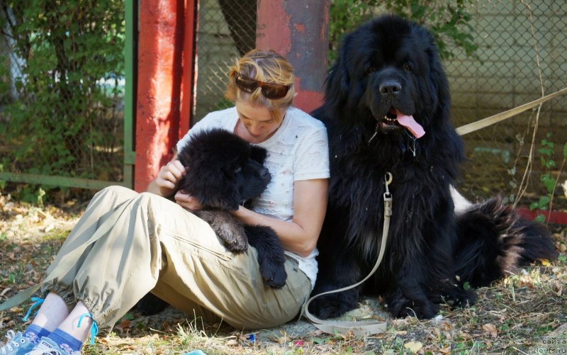 Фото: ньюфаундленд Monarh s Berega Dona (Монарх с Берега Дона), ньюфаундленд Charuyuschiy Chezario (Чарующий Чезарио), Elena Kirpa (Елена Кирпа)