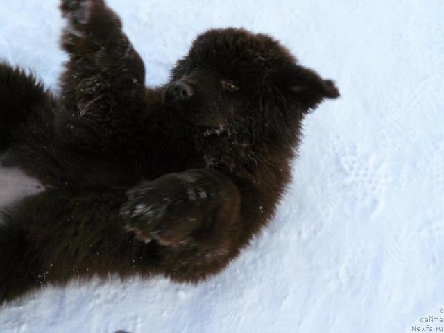 Фото: ньюфаундленд Maritsa s Berega Dona for Pchiolkin Dom (Марица с Берега Дона для Пчёлкиного Дома)