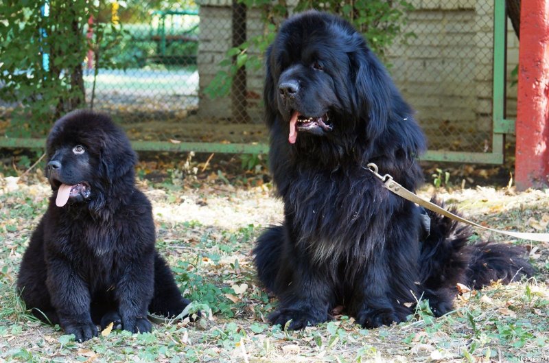 Фотография № 229050