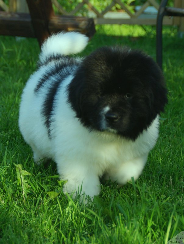 Фото: ньюфаундленд Snou Viking Byembi (Сноу Викинг Бэмби)