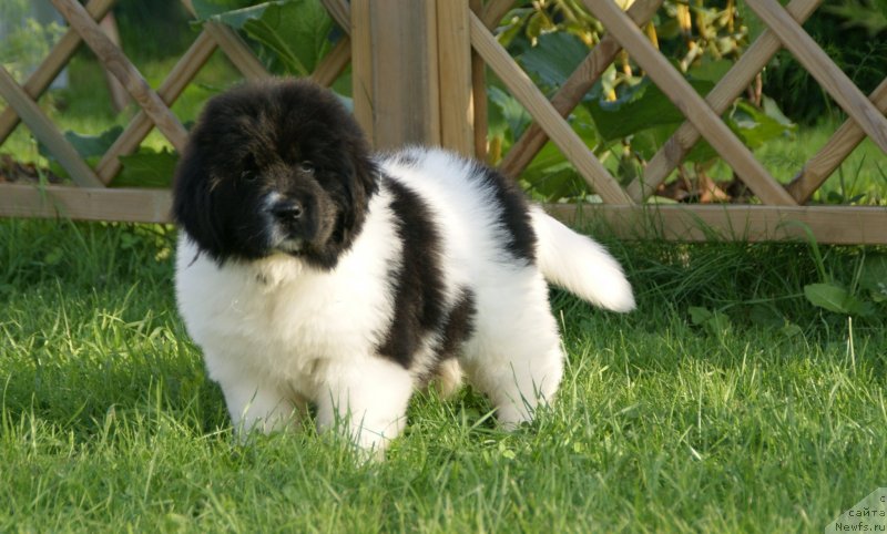 Фото: ньюфаундленд Snou Viking Byembi (Сноу Викинг Бэмби)