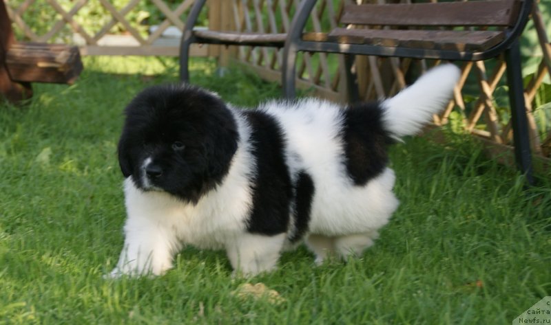 Фото: ньюфаундленд Snou Viking Byembi (Сноу Викинг Бэмби)