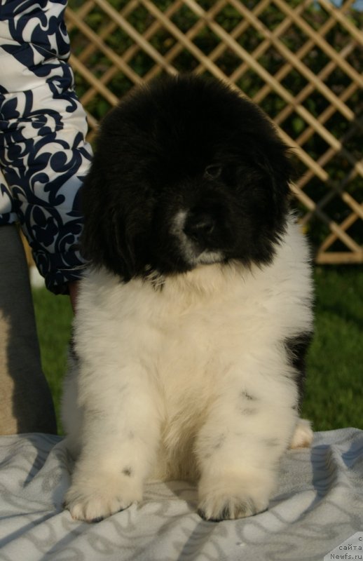 Фото: ньюфаундленд Snou Viking Byembi (Сноу Викинг Бэмби)