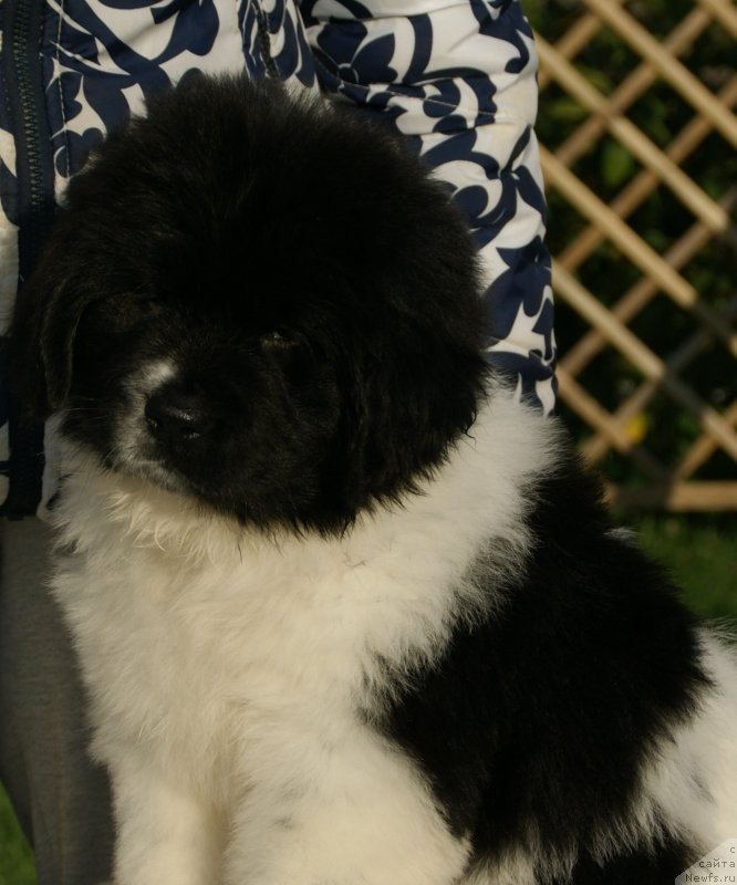 Фото: ньюфаундленд Snou Viking Byembi (Сноу Викинг Бэмби)