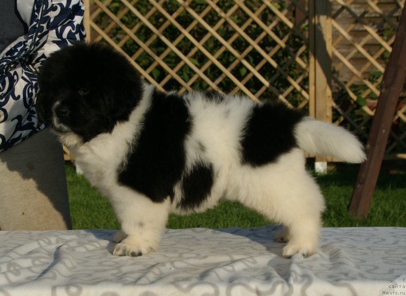 Фото: ньюфаундленд Snou Viking Byembi (Сноу Викинг Бэмби)