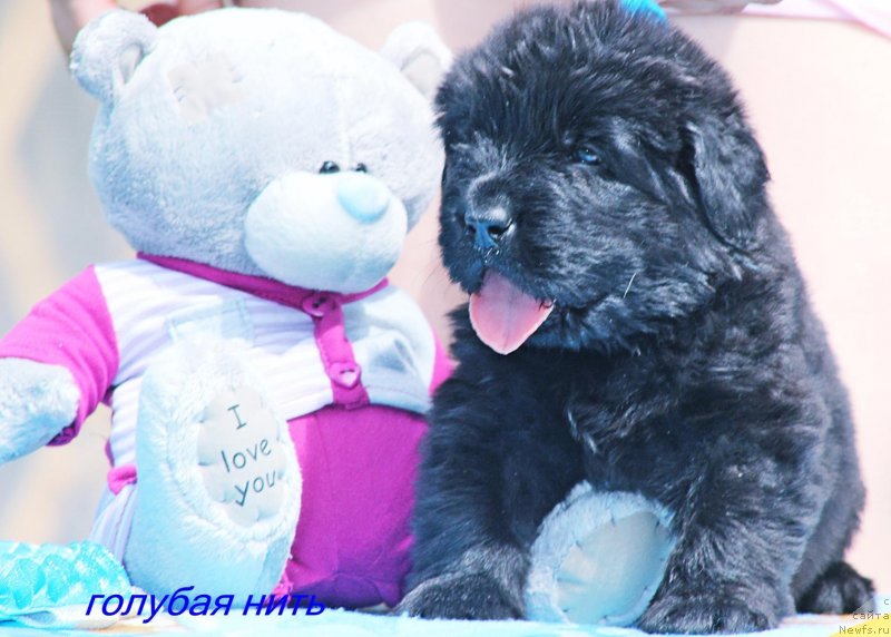 Фото: ньюфаундленд Ayvengo Otvajnoe Serdce (Айвенго Отважное Сердце)