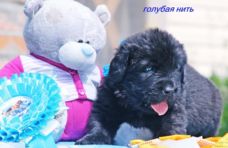 Фото: ньюфаундленд Ayvengo Otvajnoe Serdce (Айвенго Отважное Сердце)