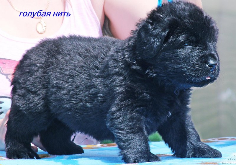 Фото: ньюфаундленд Ayvengo Otvajnoe Serdce (Айвенго Отважное Сердце)