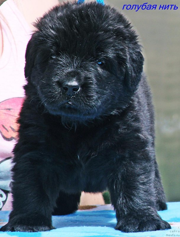 Фото: ньюфаундленд Ayvengo Otvajnoe Serdce (Айвенго Отважное Сердце)