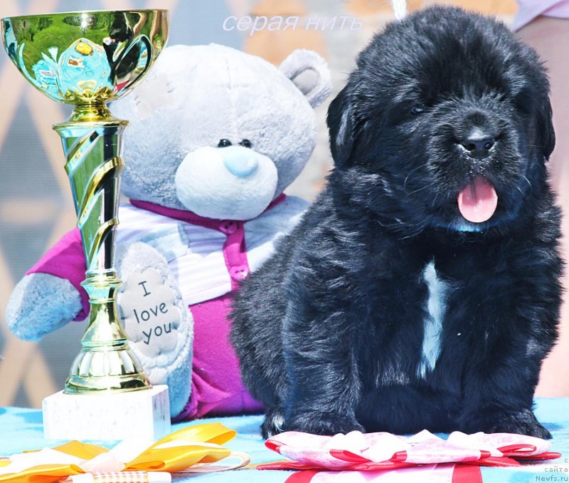 Фото: ньюфаундленд Almaz Vestnik Udachi (Алмаз Вестник Удачи)