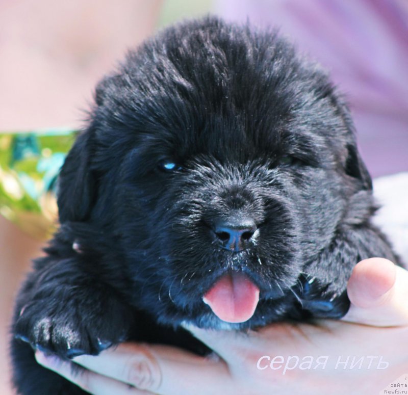 Фото: ньюфаундленд Almaz Vestnik Udachi (Алмаз Вестник Удачи)