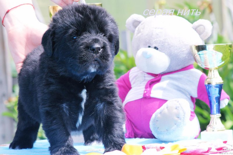 Фото: ньюфаундленд Almaz Vestnik Udachi (Алмаз Вестник Удачи)