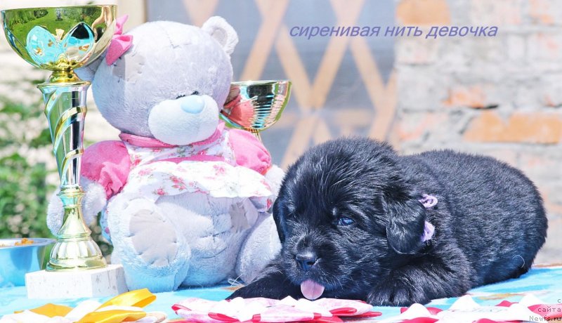 Фото: ньюфаундленд Avantyuristka Solnechnaya Diva (Авантюристка Солнечная Дива)