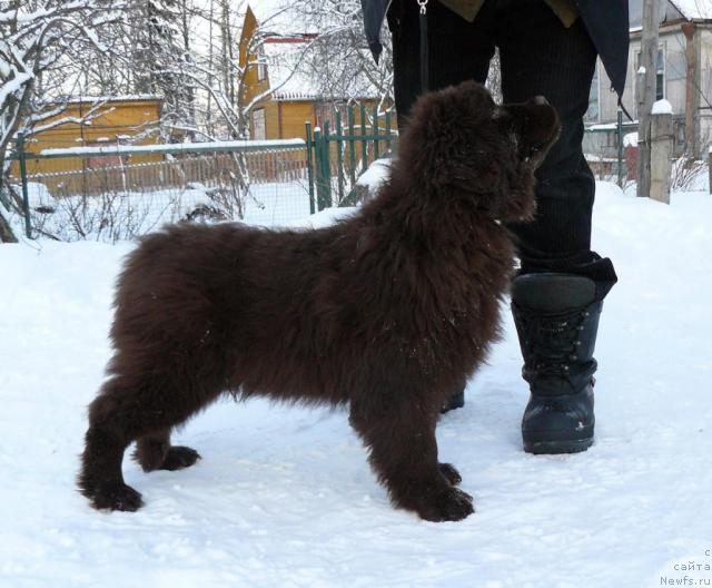 Фото: ньюфаундленд Maritsa s Berega Dona for Pchiolkin Dom (Марица с Берега Дона для Пчёлкиного Дома)