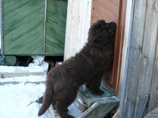 Фото: ньюфаундленд Maritsa s Berega Dona for Pchiolkin Dom (Марица с Берега Дона для Пчёлкиного Дома)