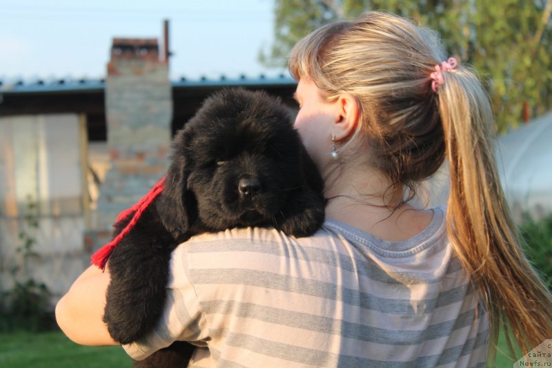 Фото: ньюфаундленд Arkadiya Rayskiy Dojd' (Аркадия Райский Дождь)