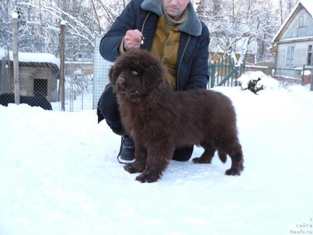 Фото: ньюфаундленд Maritsa s Berega Dona for Pchiolkin Dom (Марица с Берега Дона для Пчёлкиного Дома)