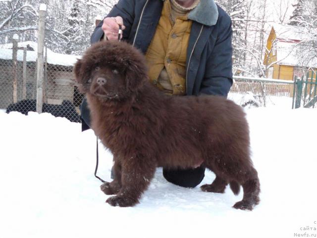 Фото: ньюфаундленд Maritsa s Berega Dona for Pchiolkin Dom (Марица с Берега Дона для Пчёлкиного Дома)