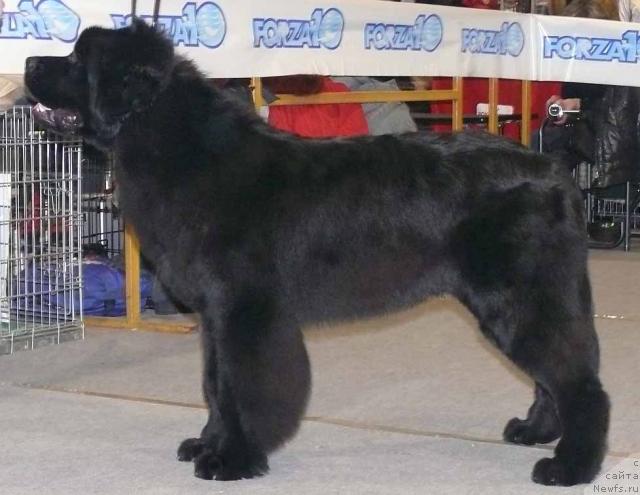 Фото: ньюфаундленд Skippers Secret Agent For Donat's Pride