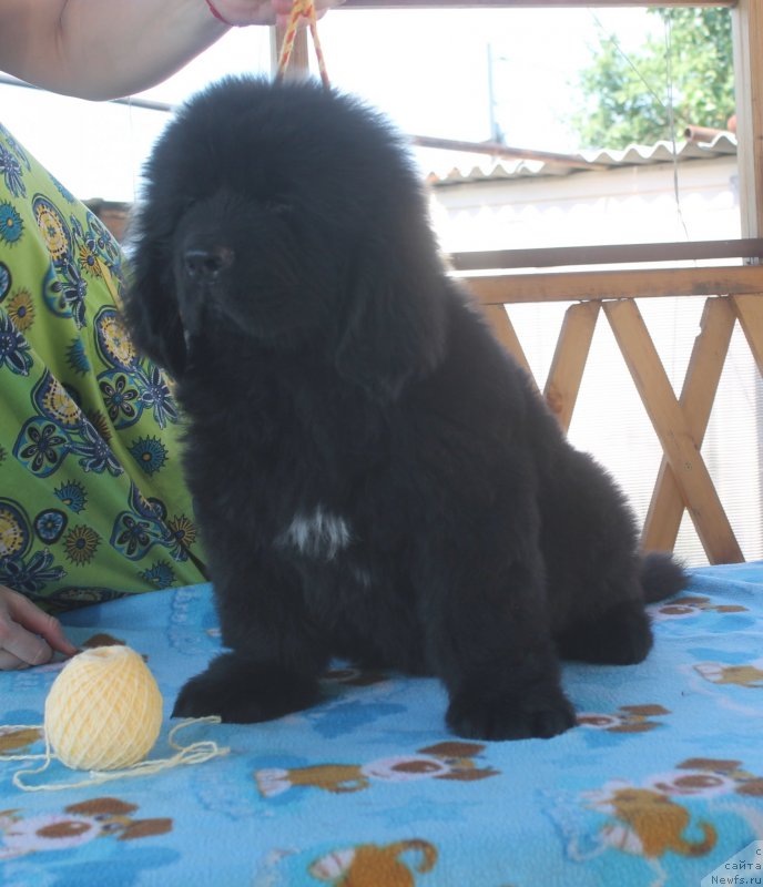 Фото: ньюфаундленд Amur s Dushoyu L'va (Амур с Душою Льва)