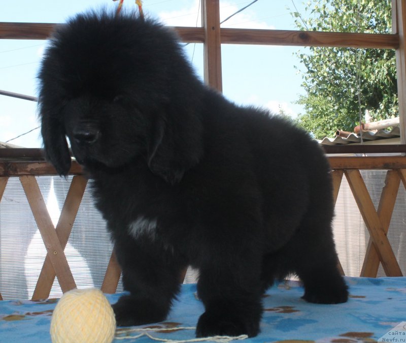 Фото: ньюфаундленд Amur s Dushoyu L'va (Амур с Душою Льва)