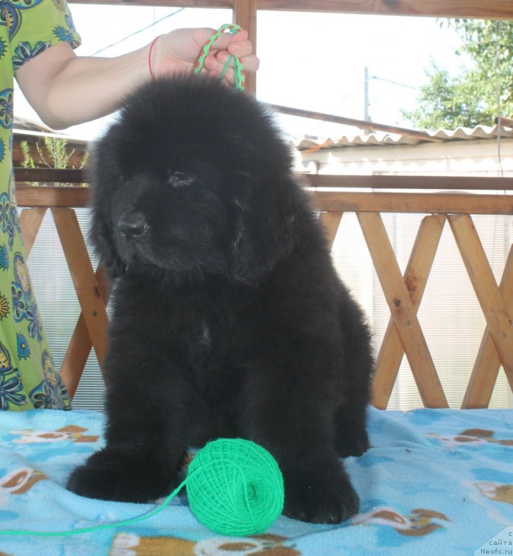 Фото: ньюфаундленд Andromeda iz Sozvezdiya Pobediteley (Андромеда из Созвездия Победителей)
