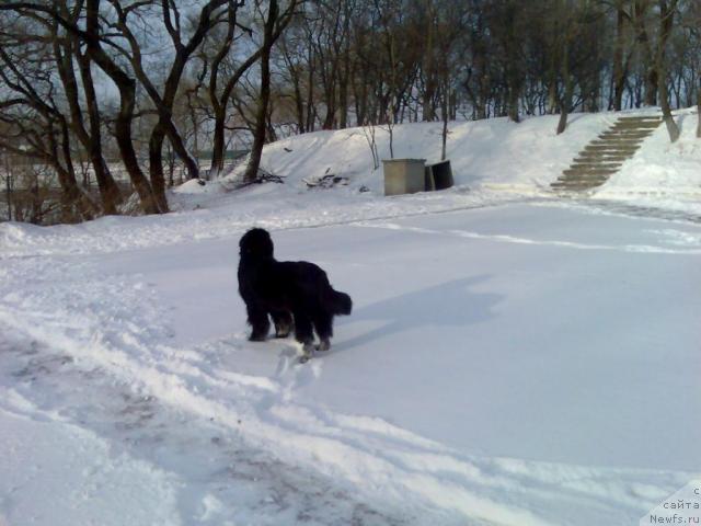 Фото: ньюфаундленд Interio Souri iz Medvejyego Yara (Интерио Соури из Медвежьего Яра)