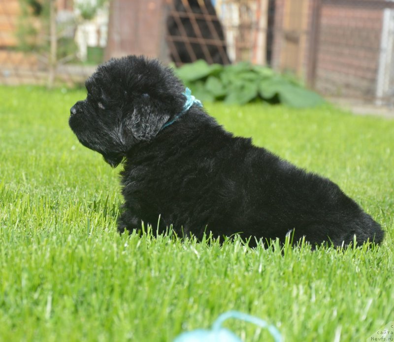 Фото: ньюфаундленд S'Nezhnaya Vjuga Greham Thomas (С'Нежная Вьюга Грехам Томас)