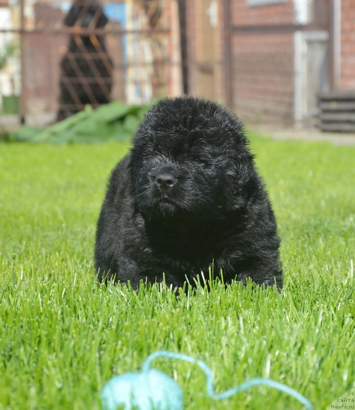 Фото: ньюфаундленд S'Nezhnaya Vjuga Greham Thomas (С'Нежная Вьюга Грехам Томас)