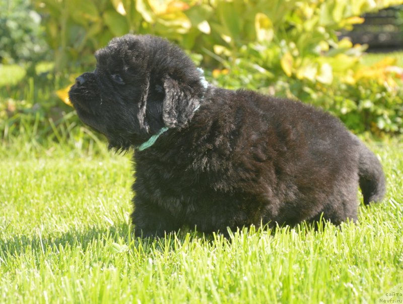 Фото: ньюфаундленд S'Nezhnaya Vjuga Greham Thomas (С'Нежная Вьюга Грехам Томас)