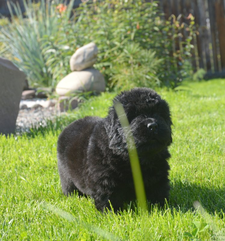 Фото: ньюфаундленд S'Nezhnaya Vjuga Greham Thomas (С'Нежная Вьюга Грехам Томас)