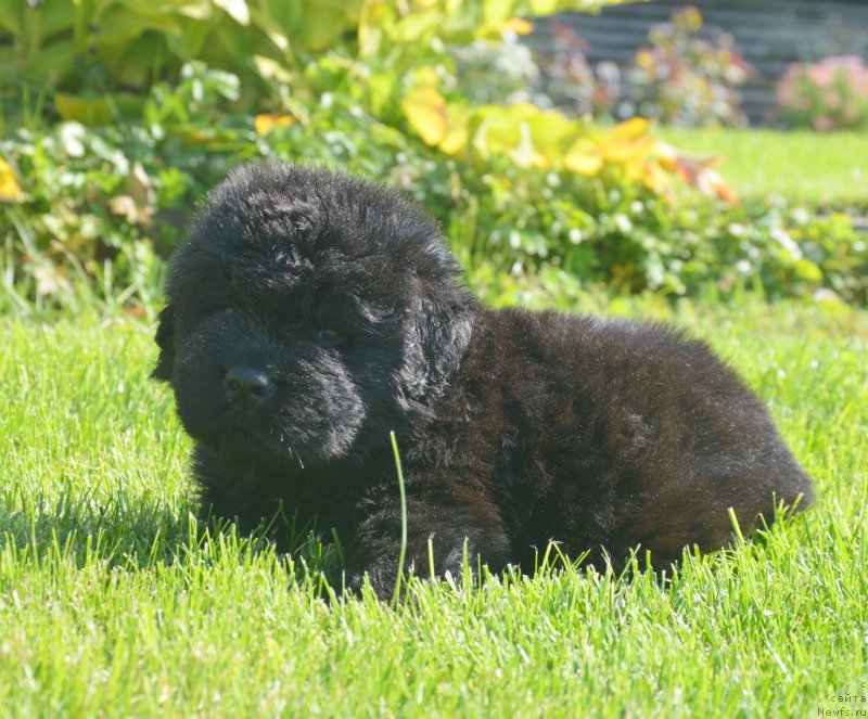 Фотография № 229157