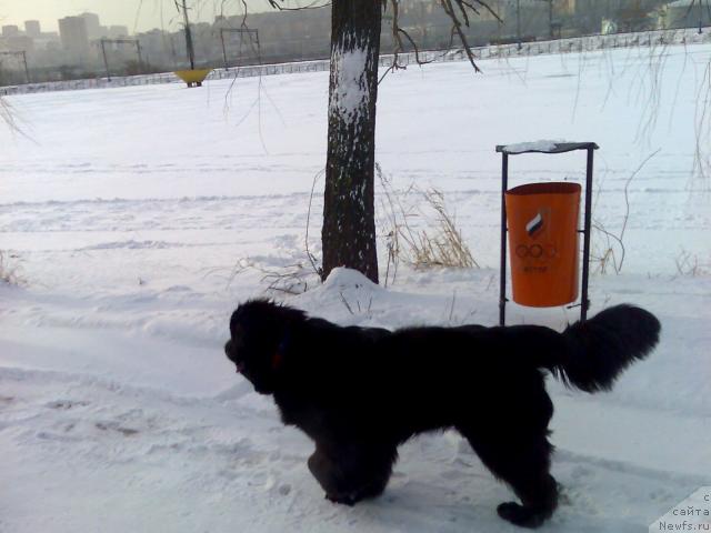 Фото: ньюфаундленд Interio Souri iz Medvejyego Yara (Интерио Соури из Медвежьего Яра)