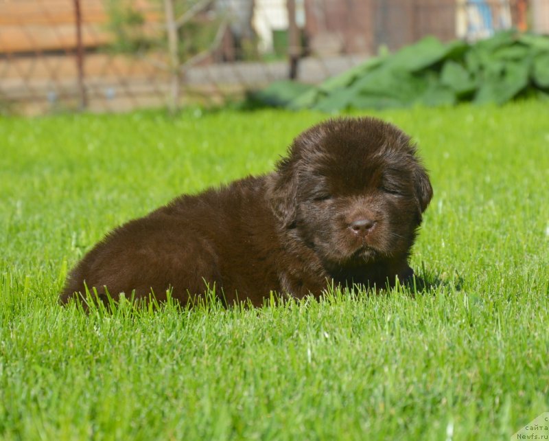 Фотография № 229161