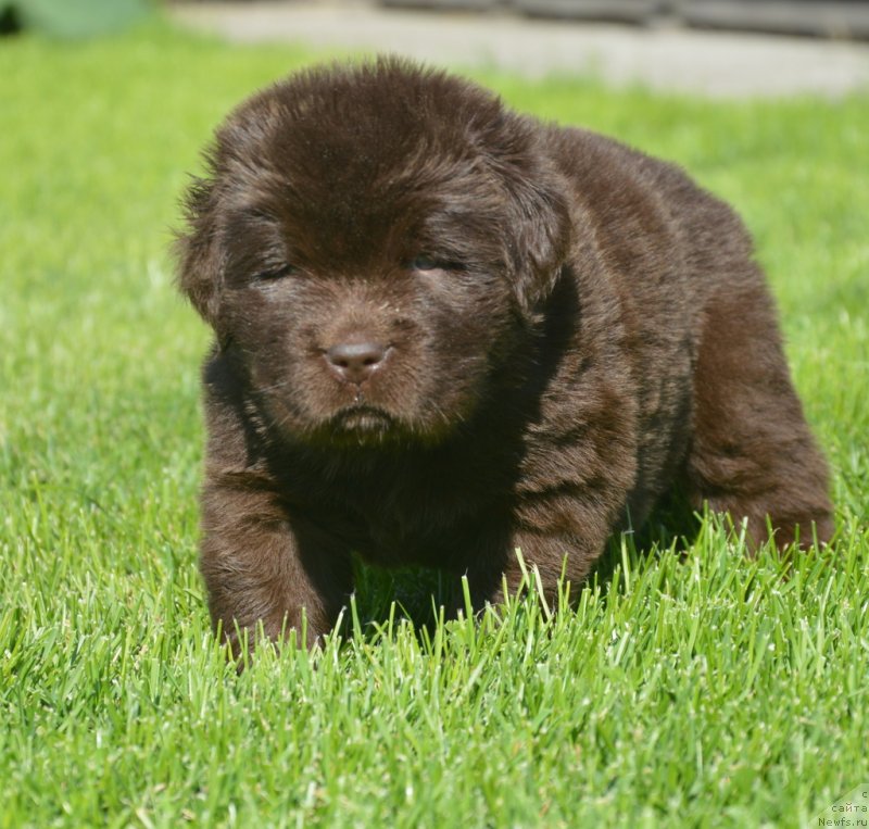 Фотография № 229164