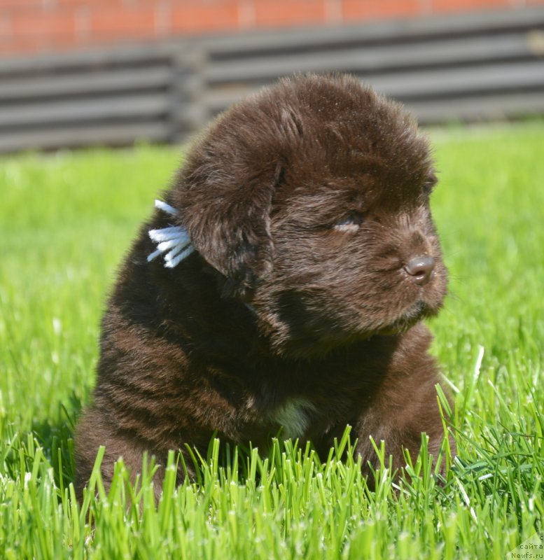 Фотография № 229165