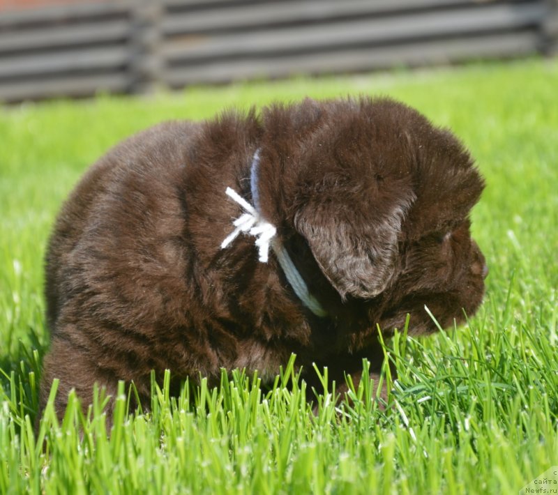 Фото: ньюфаундленд S'Nezhnaya Vjuga Grand Style (С'Нежная Вьюга Гранд Стайл)