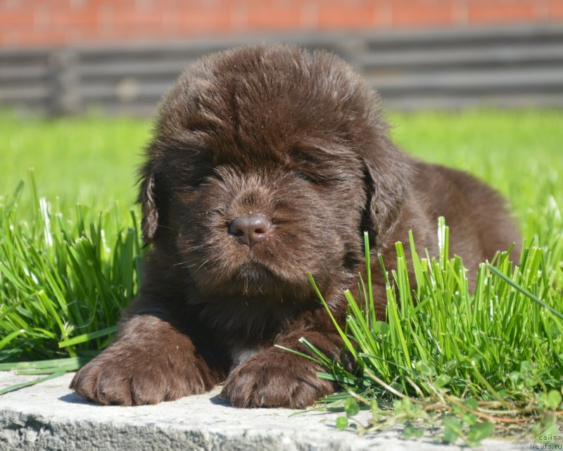 Фотография № 229170