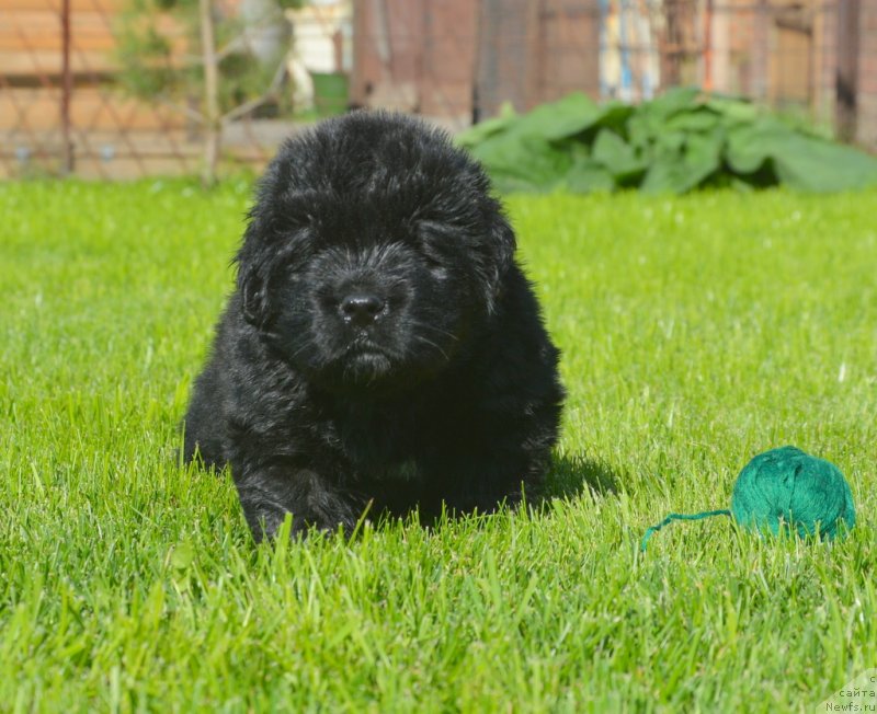 Фотография № 229171