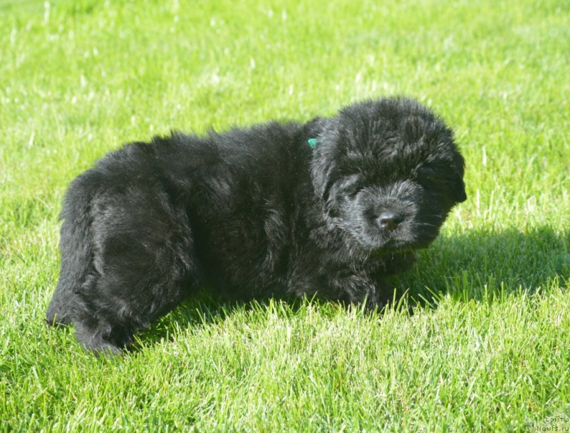 Фото: ньюфаундленд S'Nezhnaya Vjuga Gabriely (С'Нежная Вьюга Габриэль)